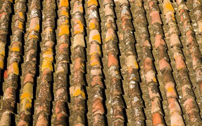 The Silent Danger Above: How to Detect and Prevent Roof Mold